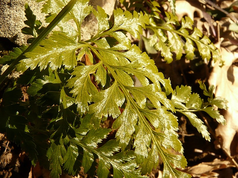 Asplenium cfr. adiantum-nigrum